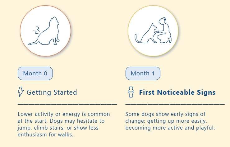 Month 0  Getting Started Lower activity or energy is common at the start. Dogs may hesitate to jump, climb stairs, or show less enthusiasm for walks.